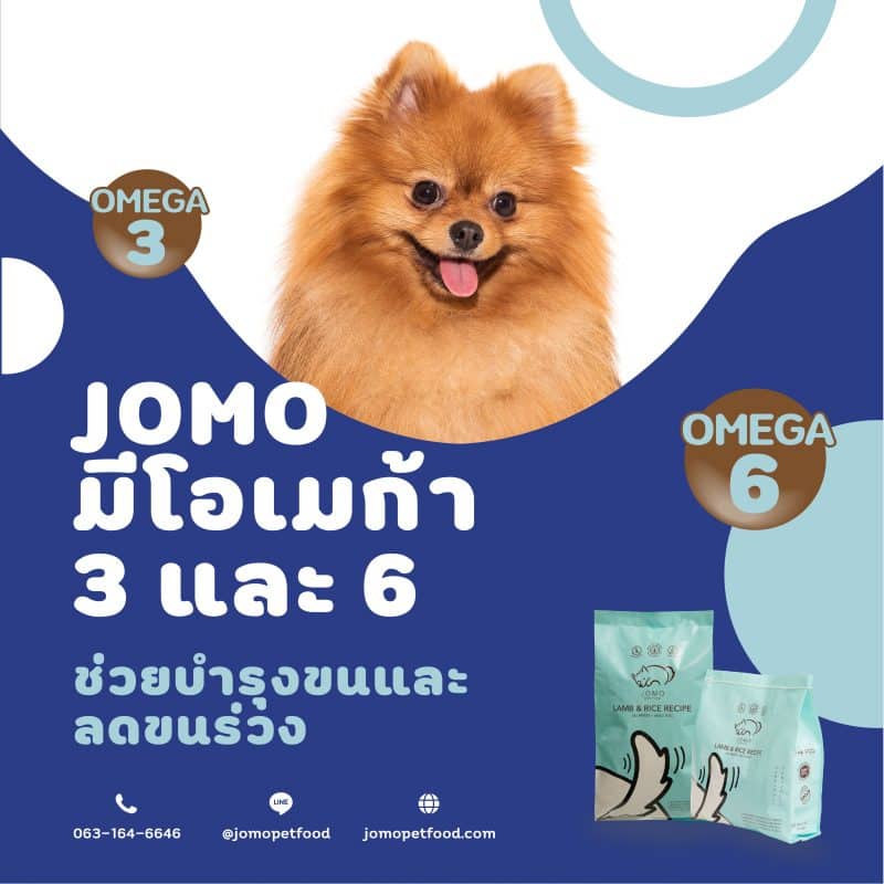 สุนัขปอมเมอเรเนียนนั่งข้างถุงอาหารสุนัขบำรุงขนเกรดพรีเมียม JOMO